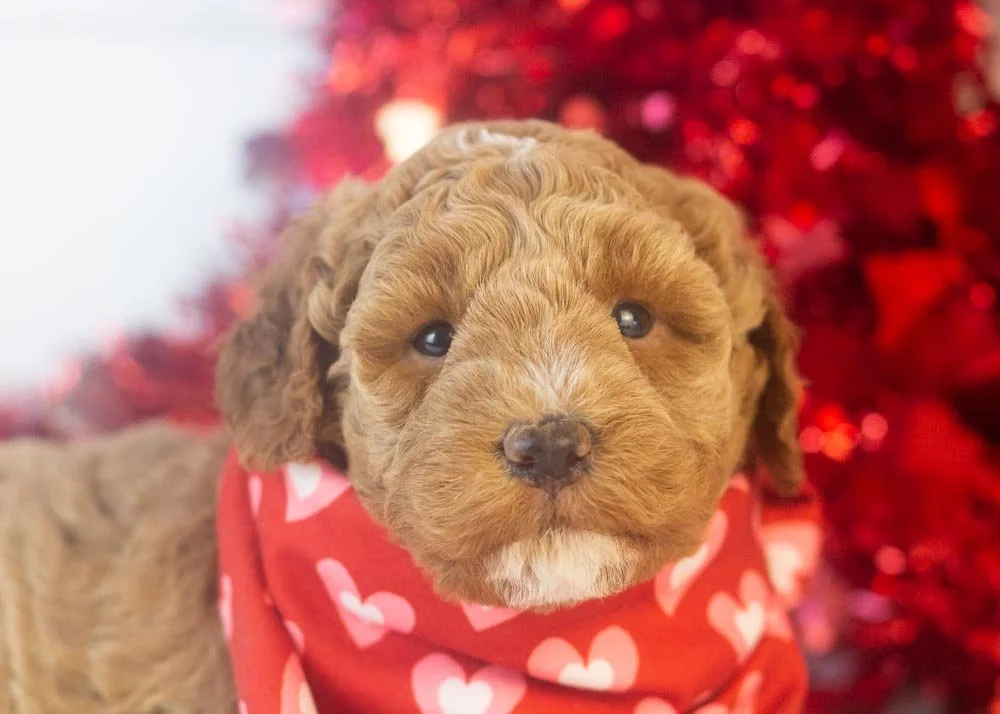 Blake goldendoodle for sale(2).jpg