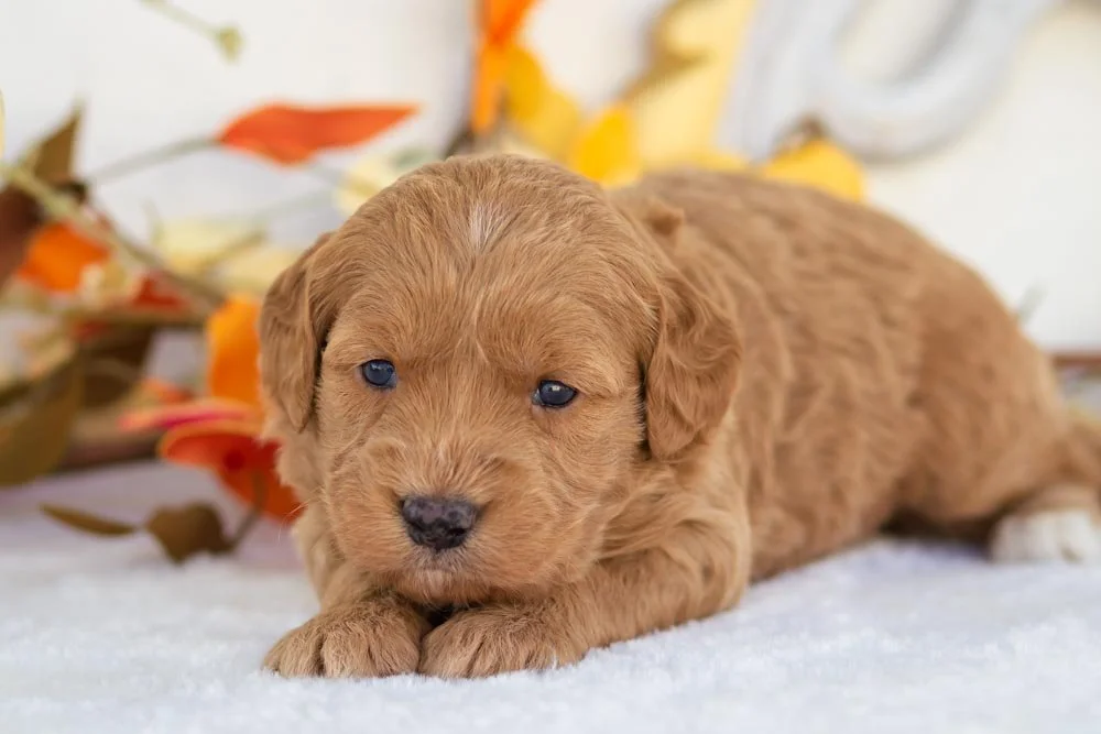 rolls goldendoodle for sale(1).jpg