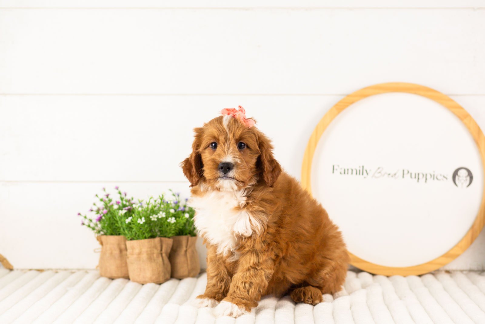 Calle goldendoodle for sale(1).jpg