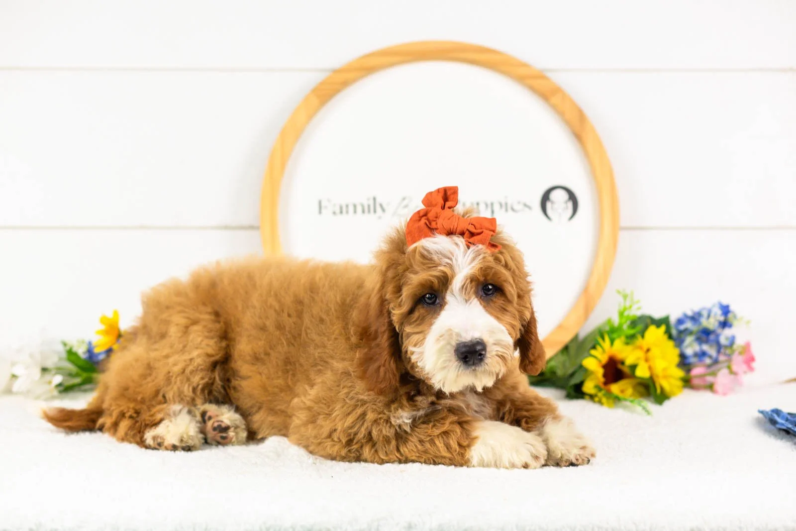 brenda goldendoodle for sale(1).jpg