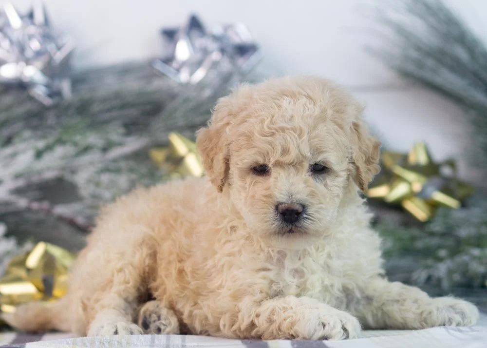 Darling goldendoodle for sale(2).jpg