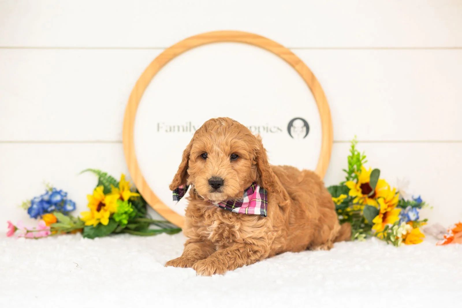jim goldendoodle for sale.jpg