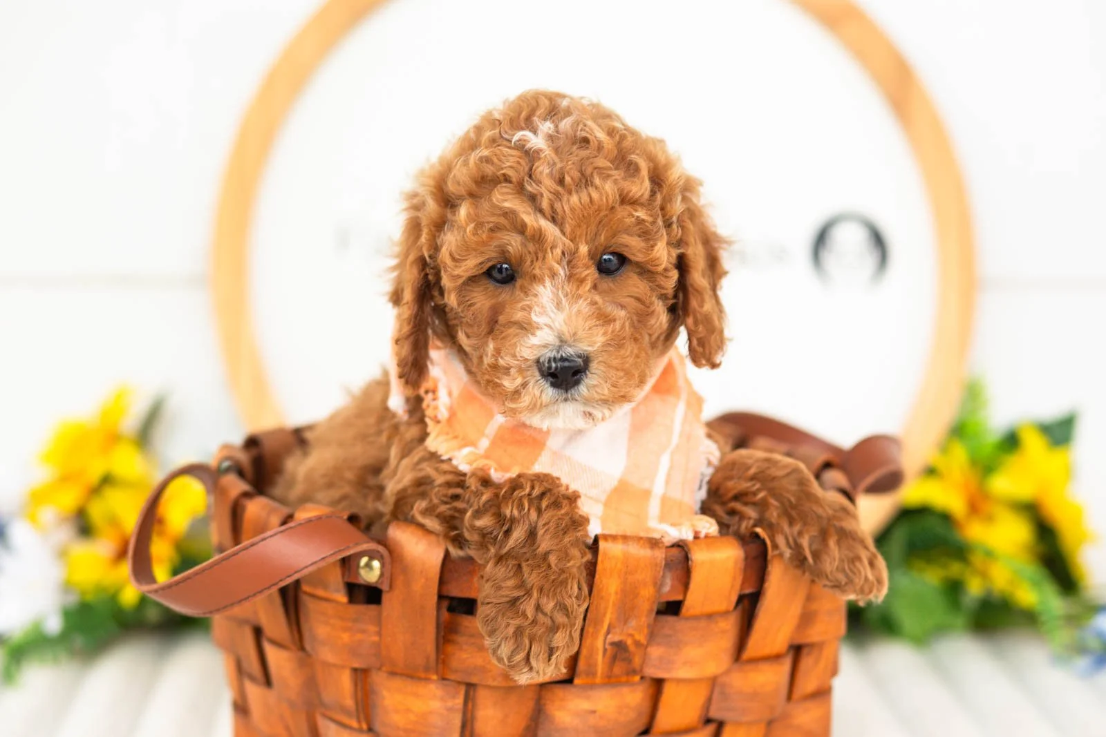 miles goldendoodle for sale(3).jpg