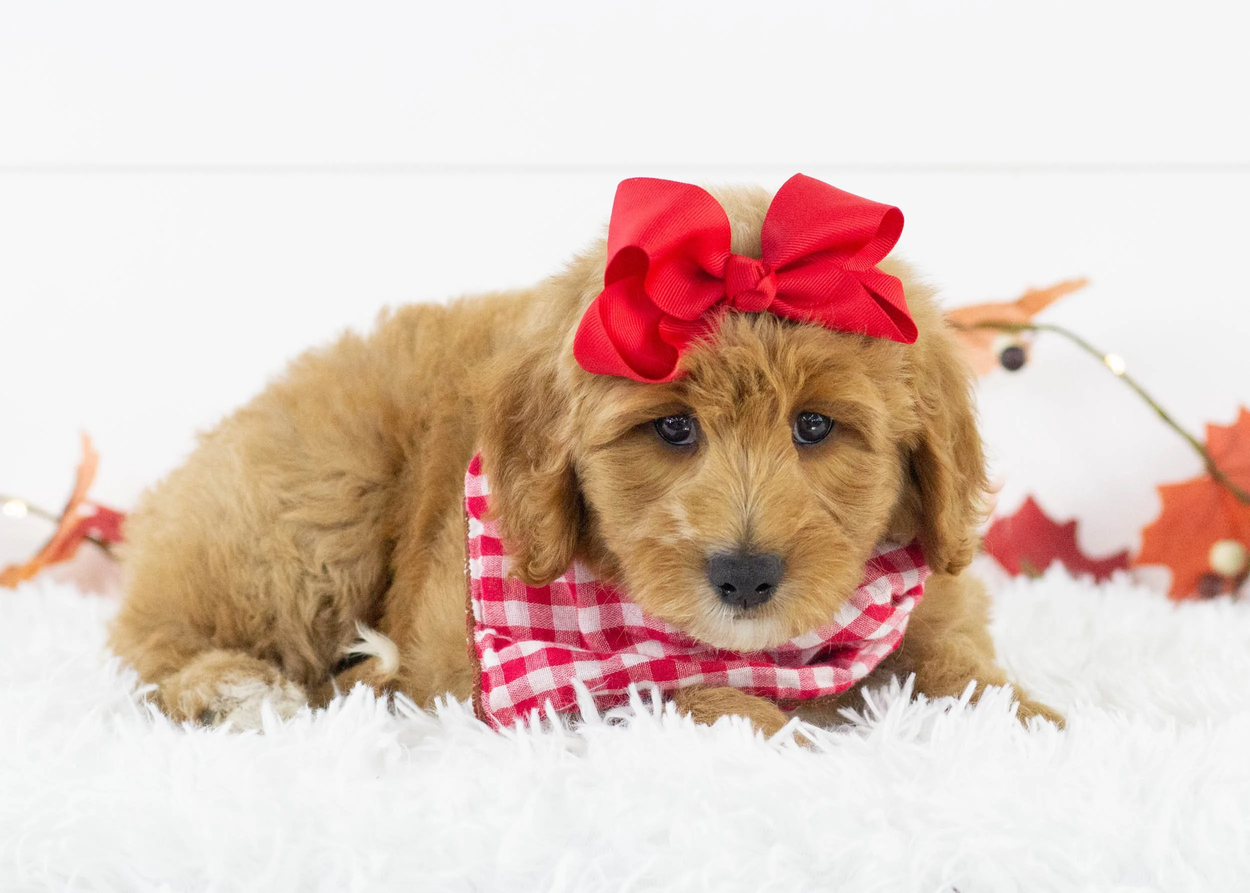 Sparrow goldendoodle for sale(1).jpg