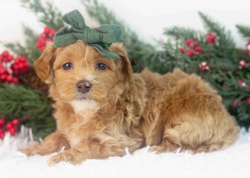 Hattie goldendoodle for sale..jpg