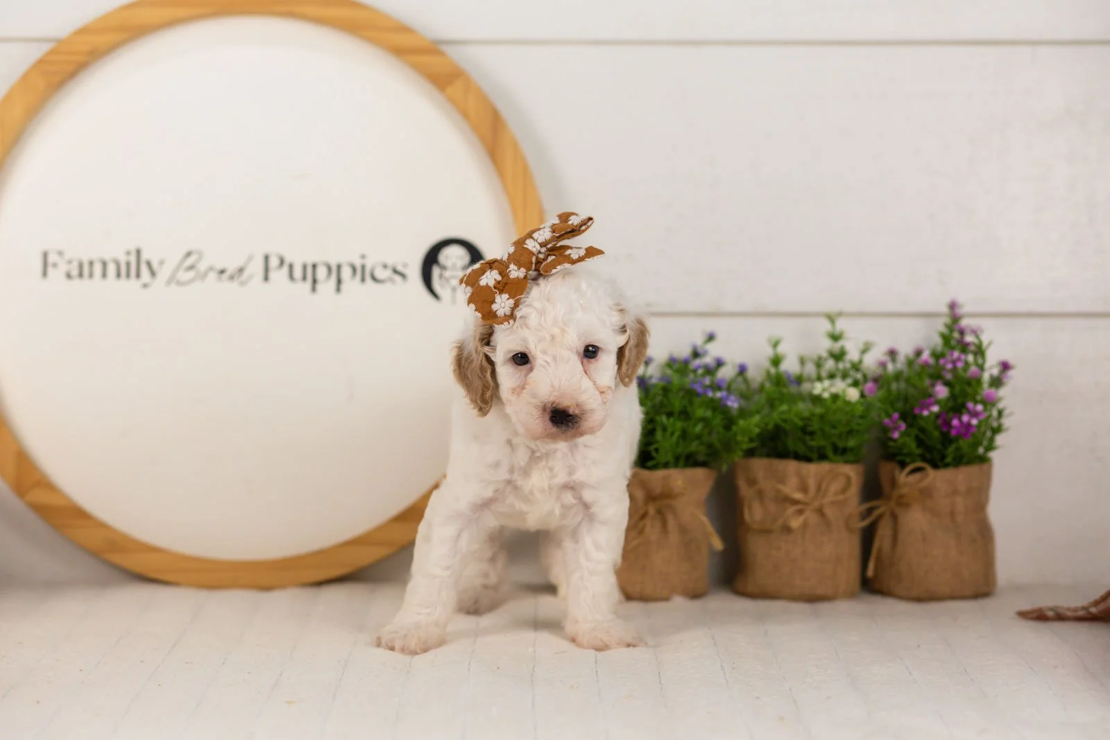 Marcia goldendoodle for sale(2).jpg