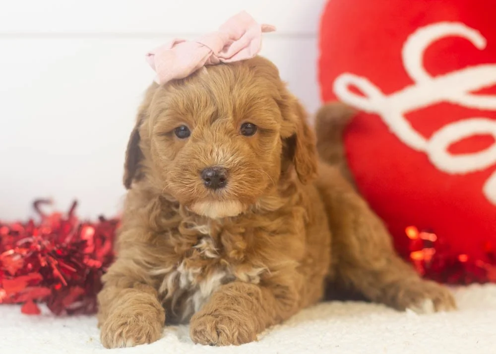 robin goldendoodle for sale.jpg