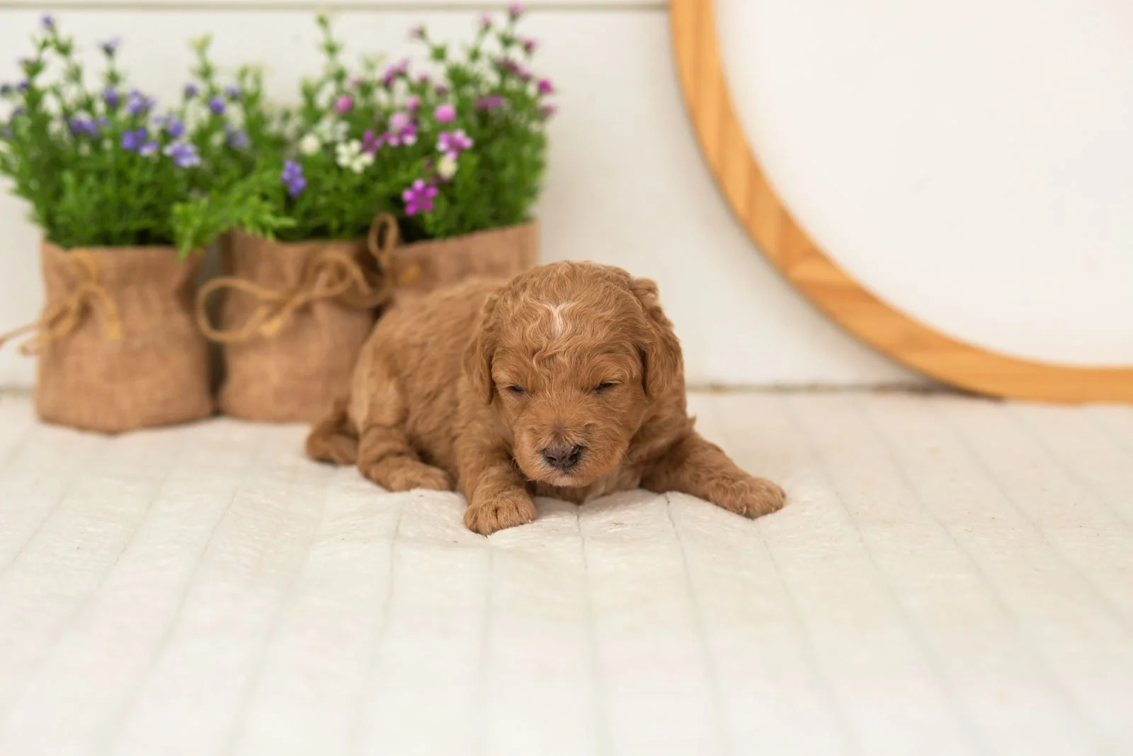 Liberty goldendoodle for sale(1).jpg