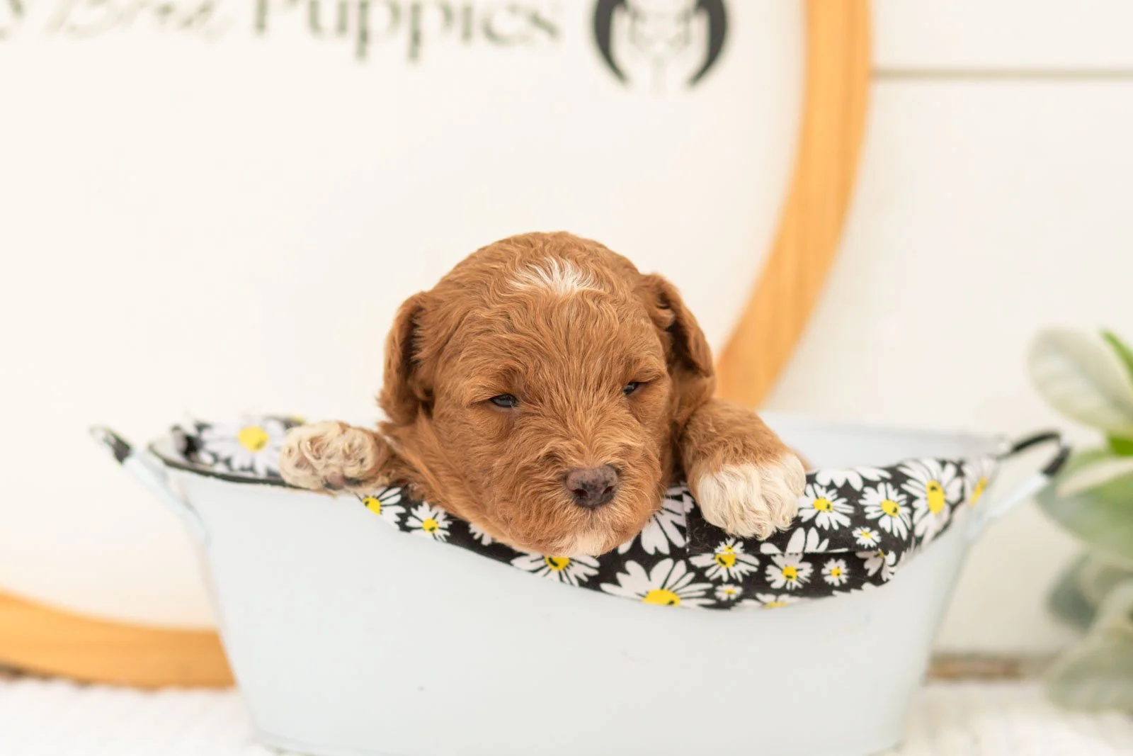 Serenity goldendoodle for sale(4).jpg