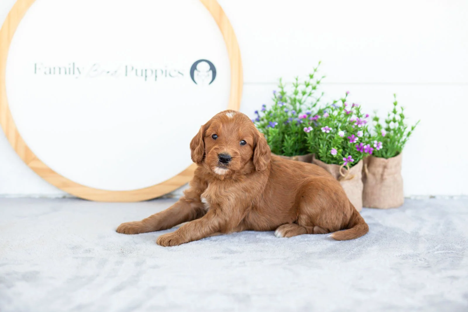 Eliza goldendoodle for sale.jpg