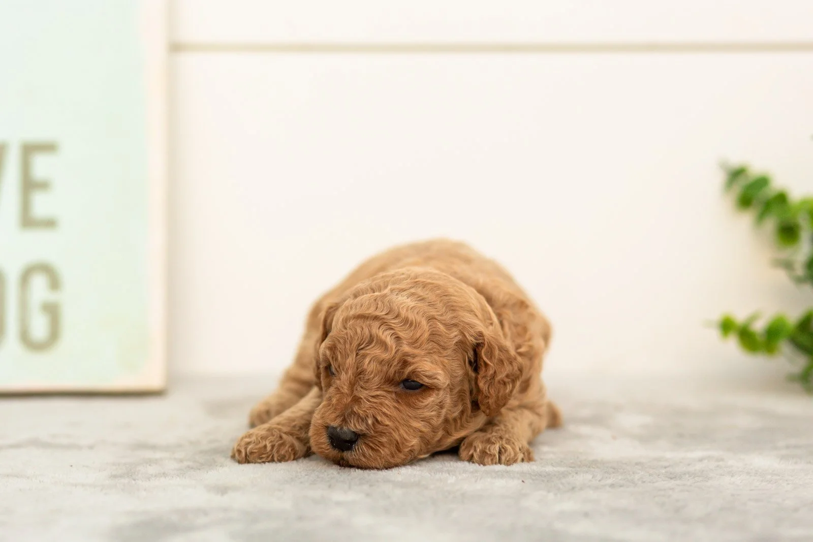Lily goldendoodle for sale(3).jpg