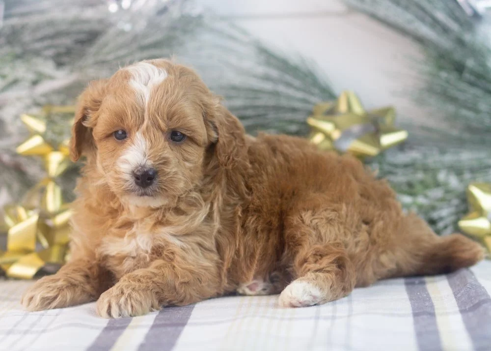 Sweetie goldendoodle for sale.jpg