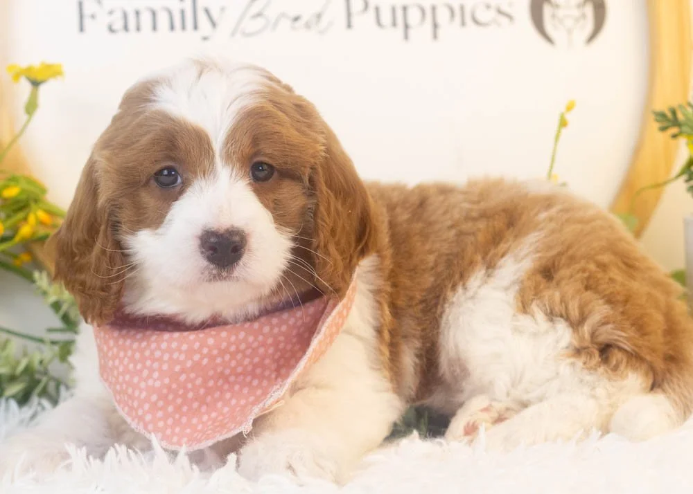 woody goldendoodle for sale(3).jpg