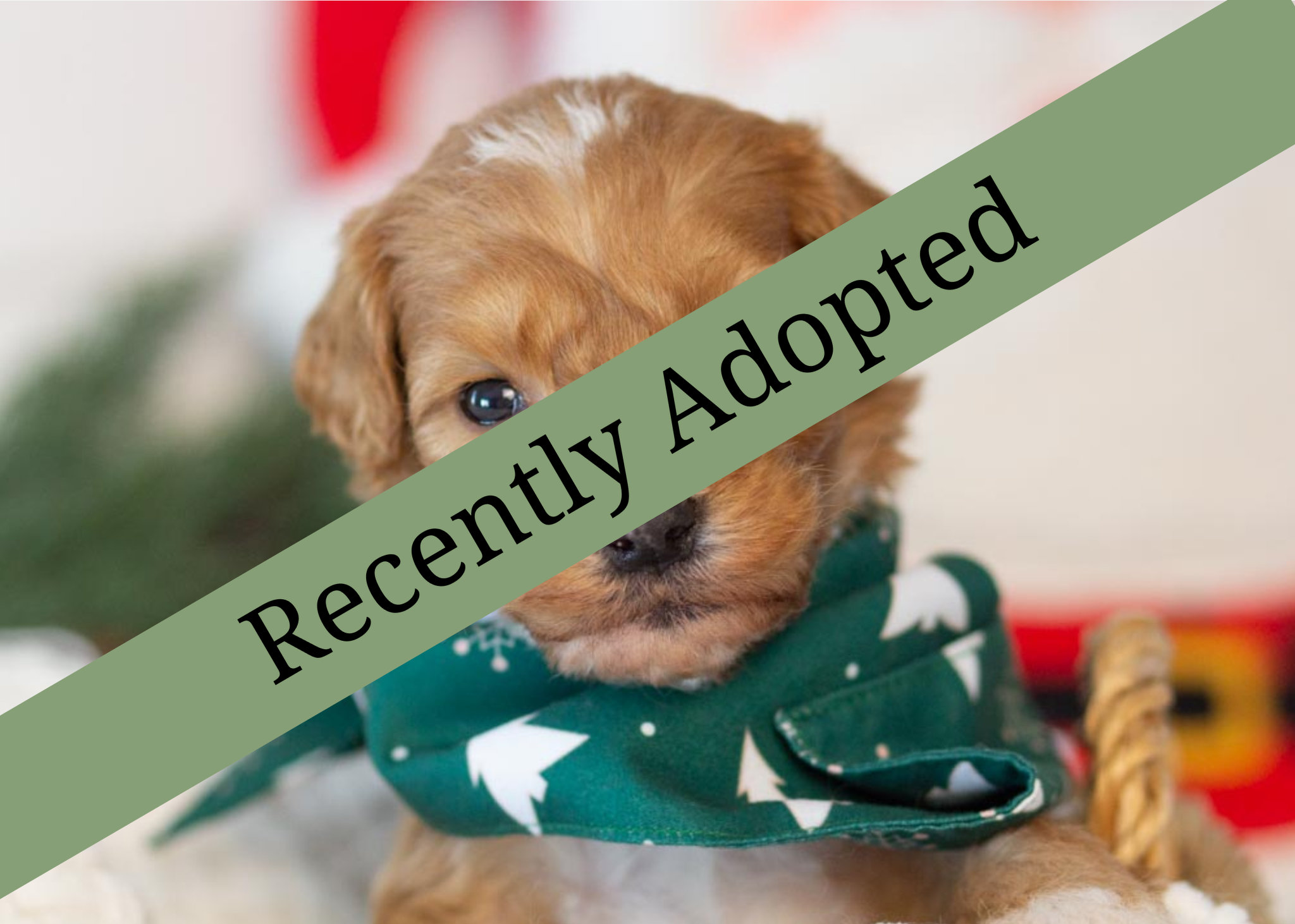 goldendoodles for sale