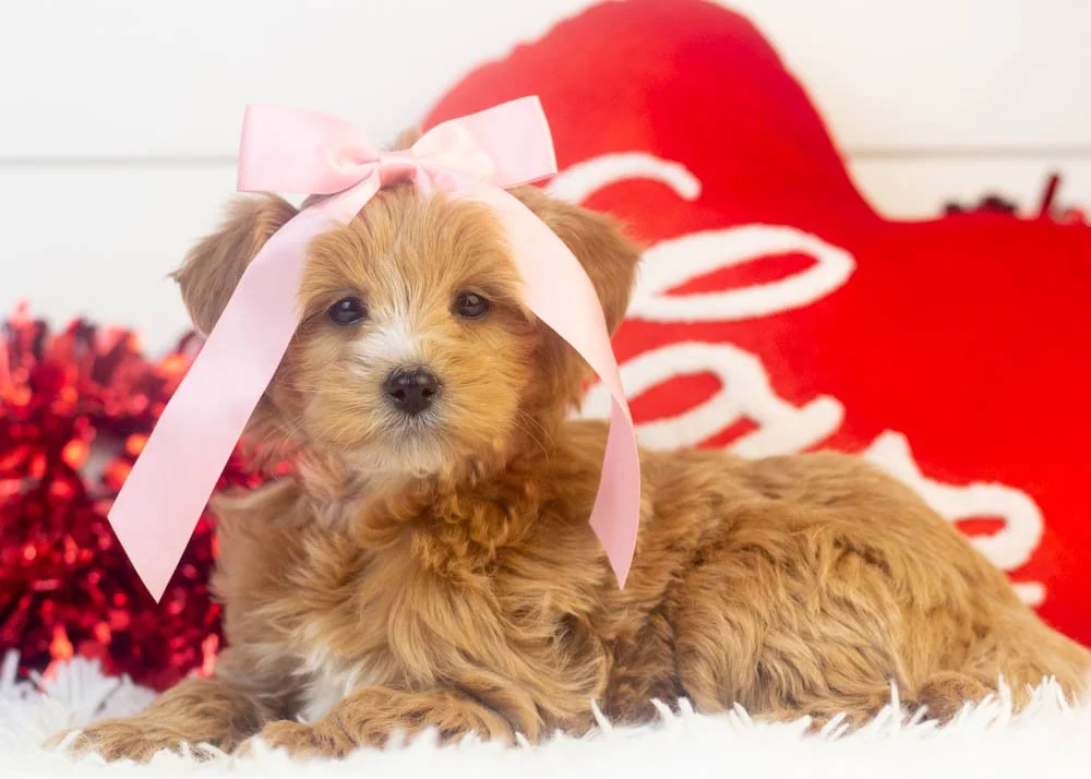 Sydney goldendoodle for sale.jpg