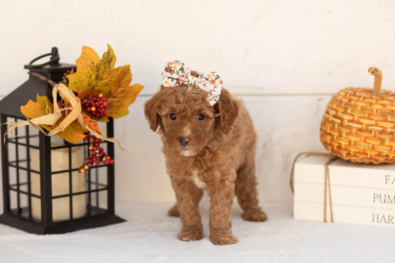 Juliet goldendoodle for sale 3.jpg