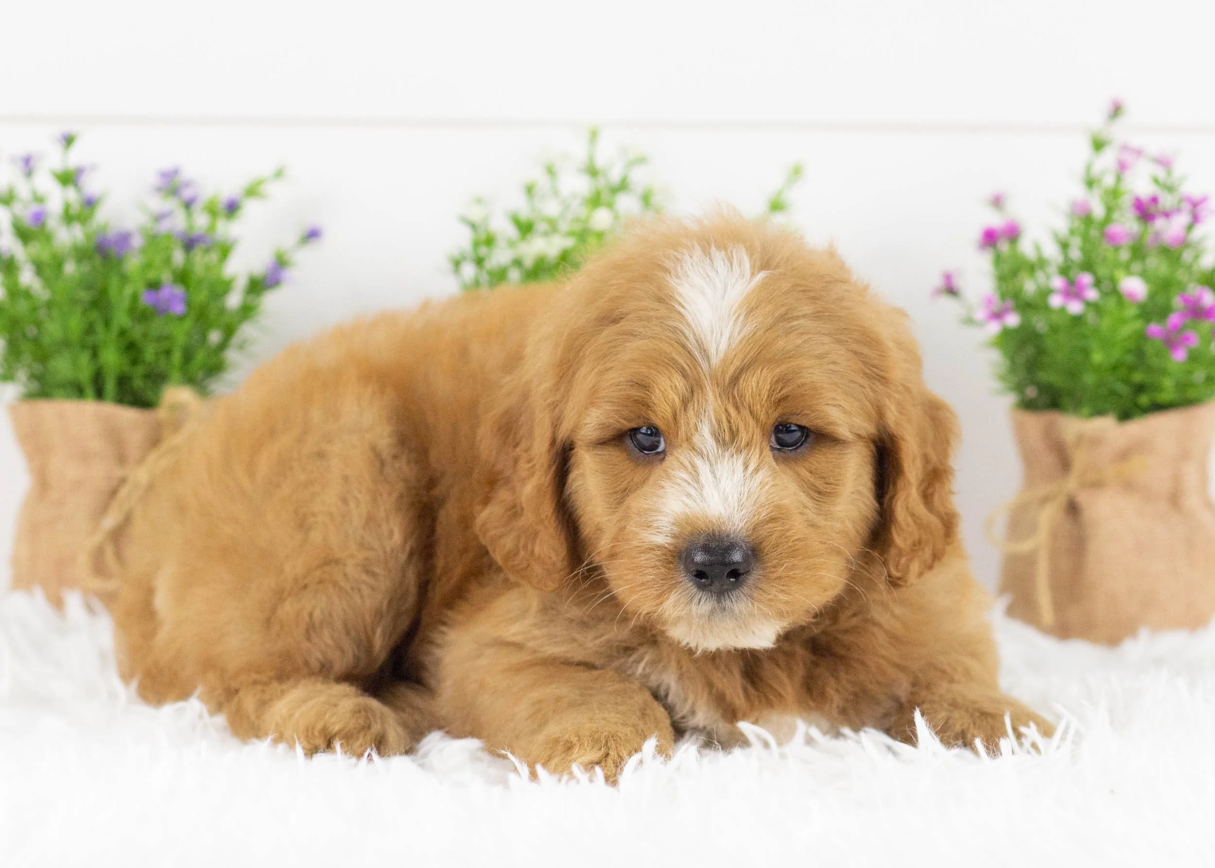 Falcon goldendoodle for sale(2).jpg