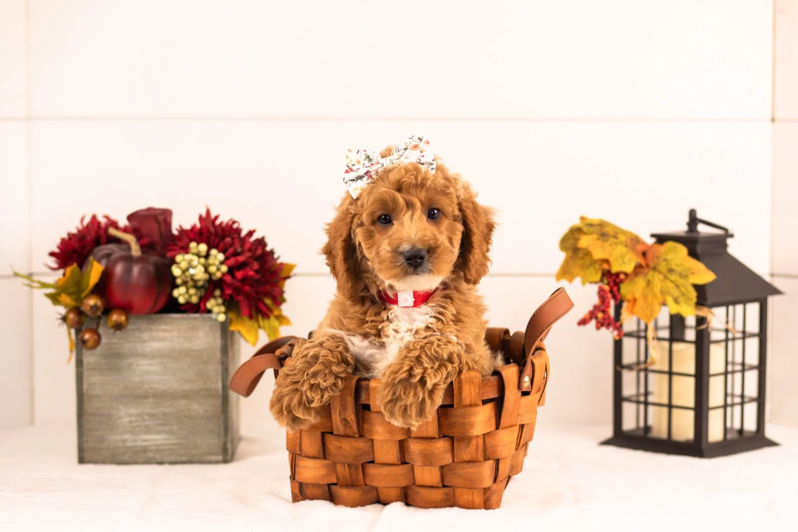 Flora goldendoodle for sale 4.jpg