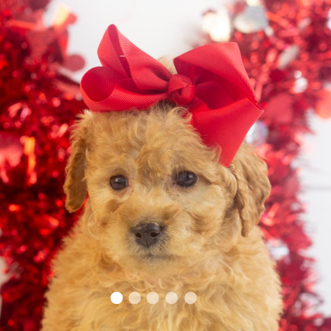 Copy of FBP Design.png