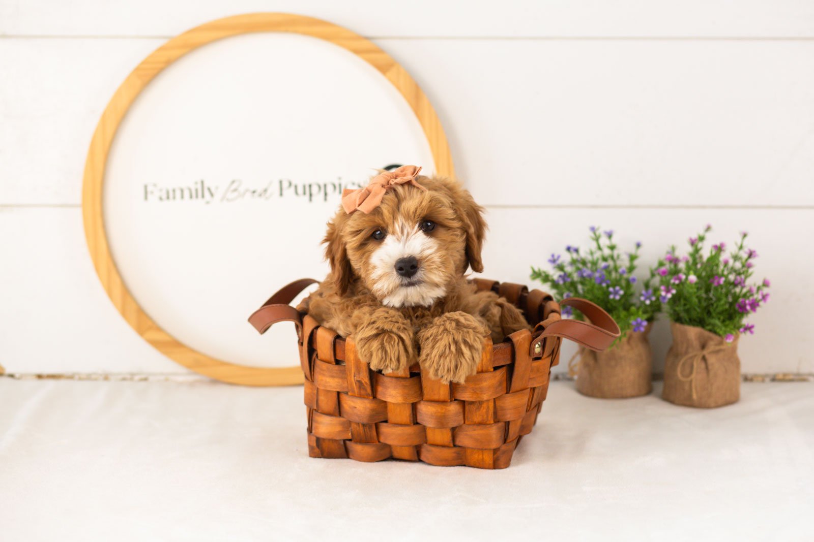 Mary goldendoodle for sale(4).jpg
