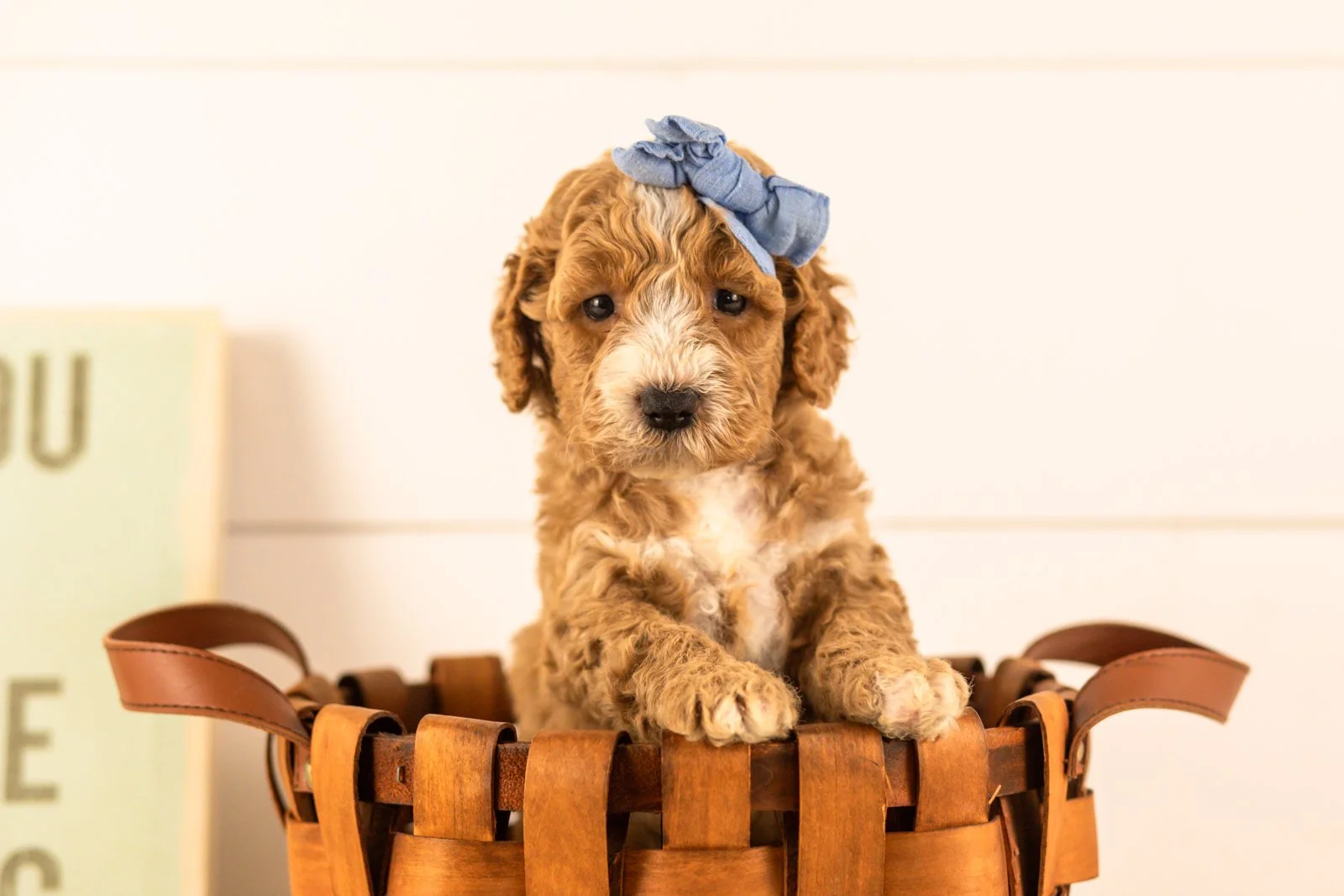 Lola goldendoodle for sale(4).jpg