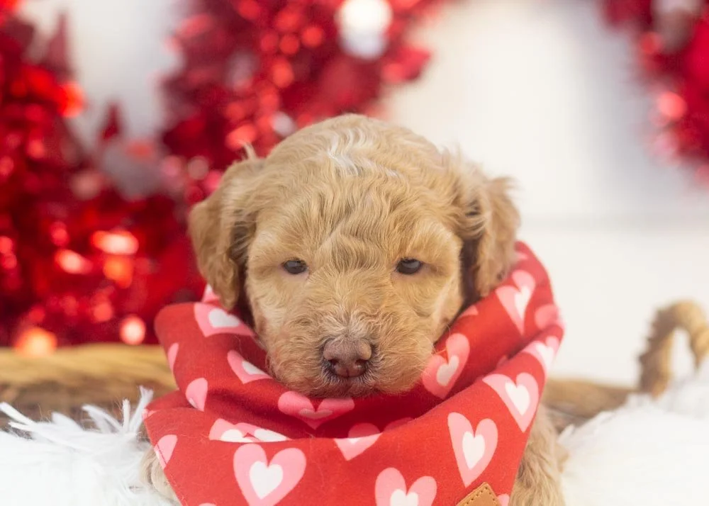 ohio goldendoodle for sale(1).jpg