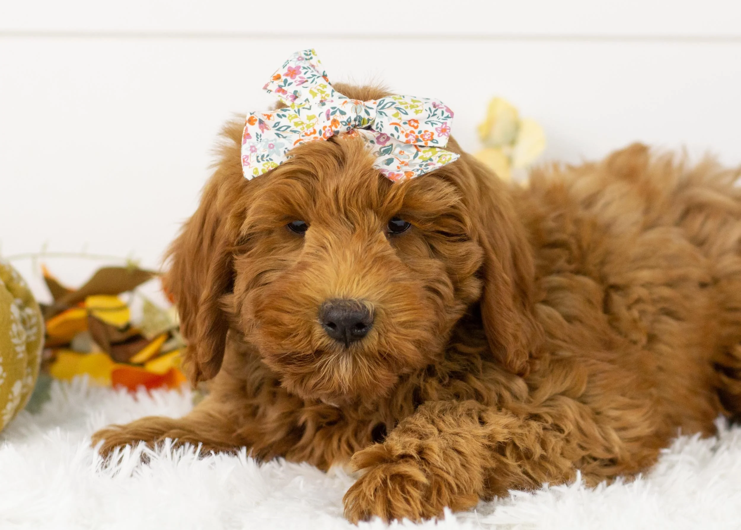 goldendoodle for sale