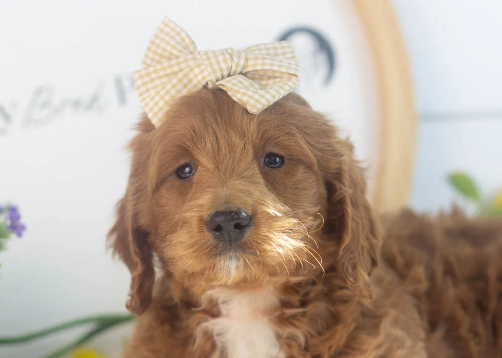 Lullaby goldendoodle for sale.jpg