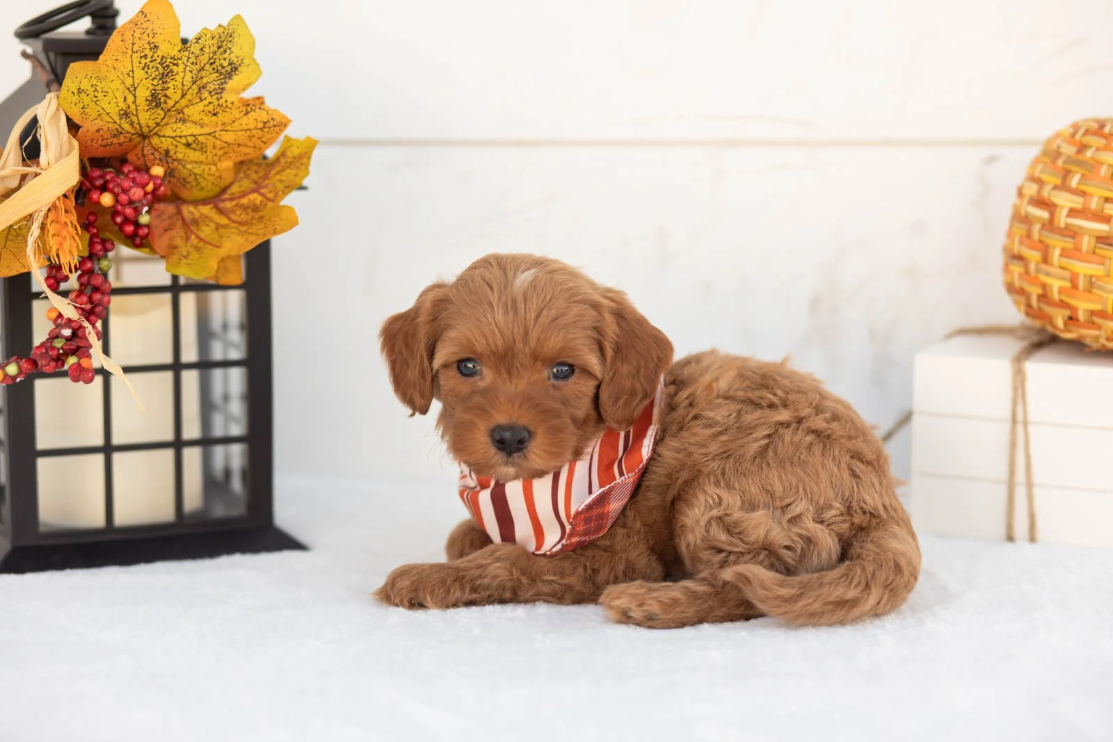 Jonah goldendoodle for sale 5.jpg