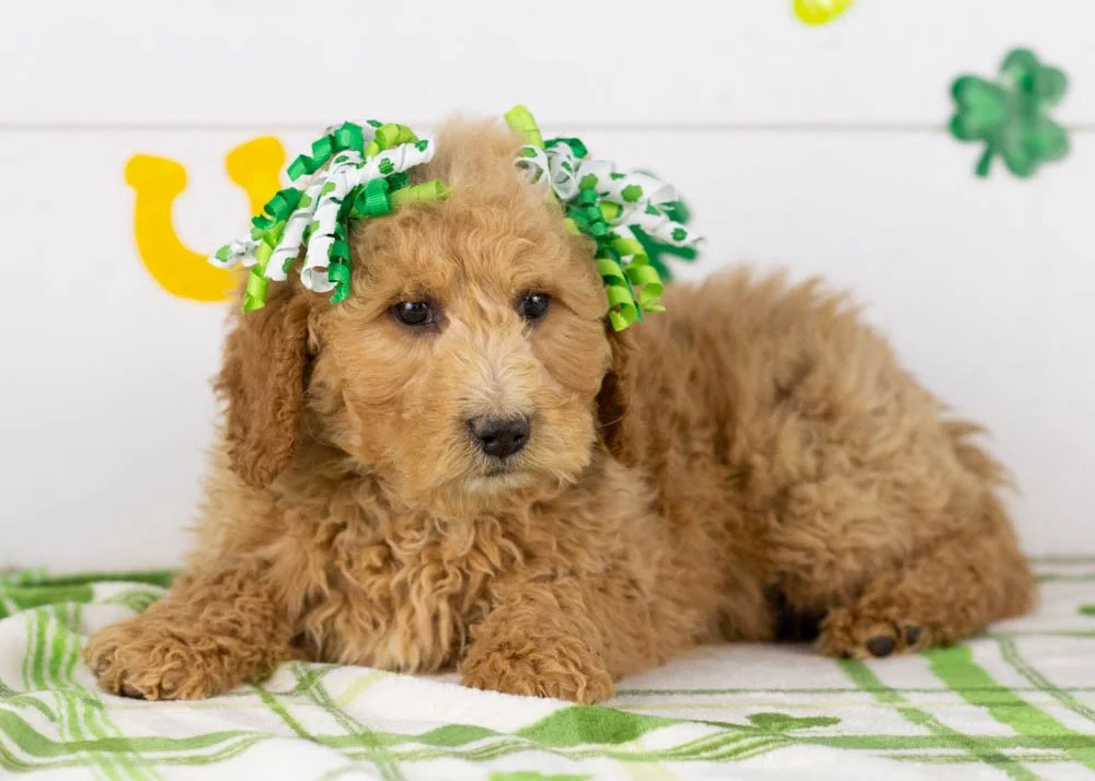 Lindsey goldendoodle for sale(3).jpg