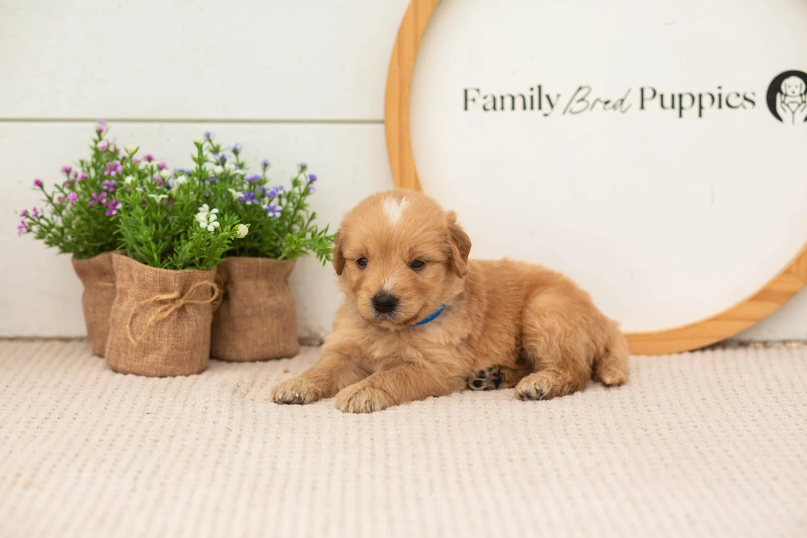 ezra goldendoodle for sale(2).jpg