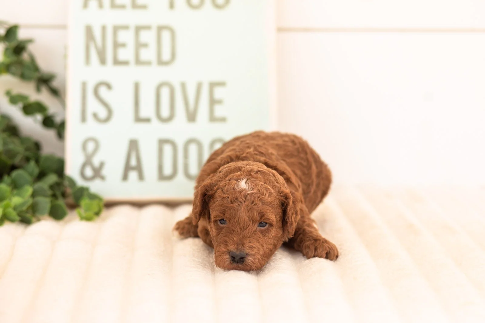 Tuna goldendoodle for sale(1).jpg