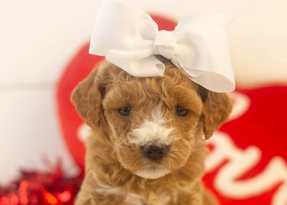 Cherry goldendoodle for sale(2).jpg