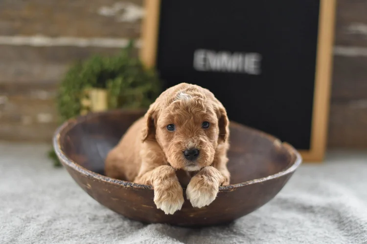 Mini Goldendoodles for Adoption — Family Bred Puppies