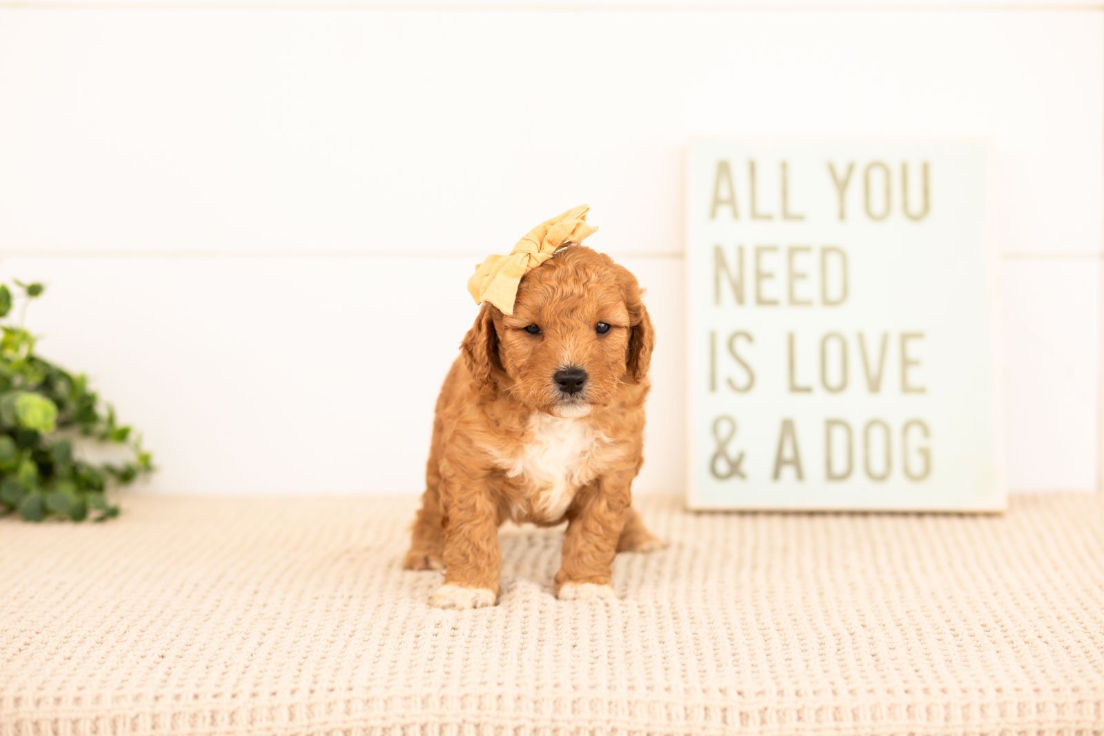 Denim goldendoodle for sale(2).jpg