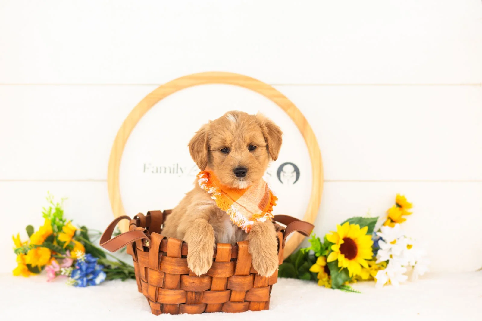 Jupiter goldendoodle for sale(3).jpg