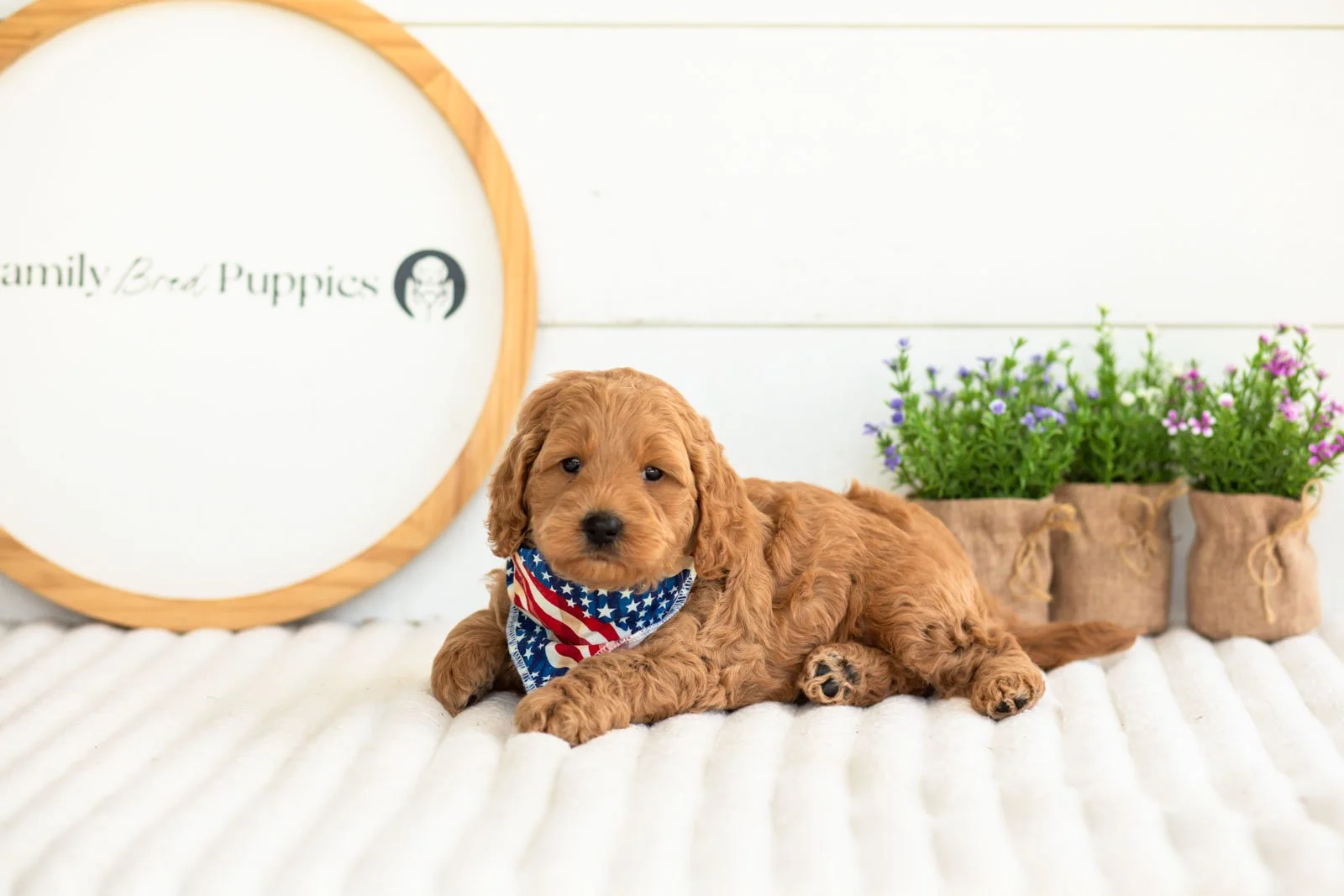 Ben goldendoodle for sale.jpg