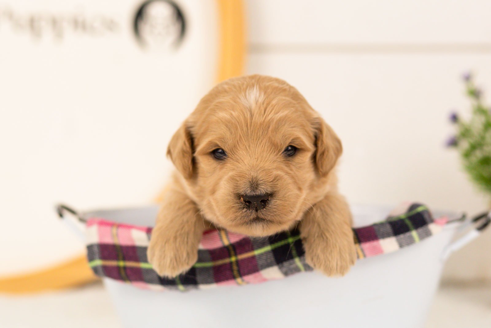 Kenickie goldendoodle for sale(3).jpg