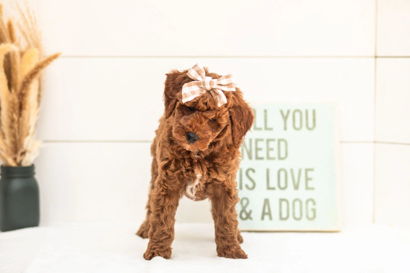 Sardine goldendoodle for sale.jpg