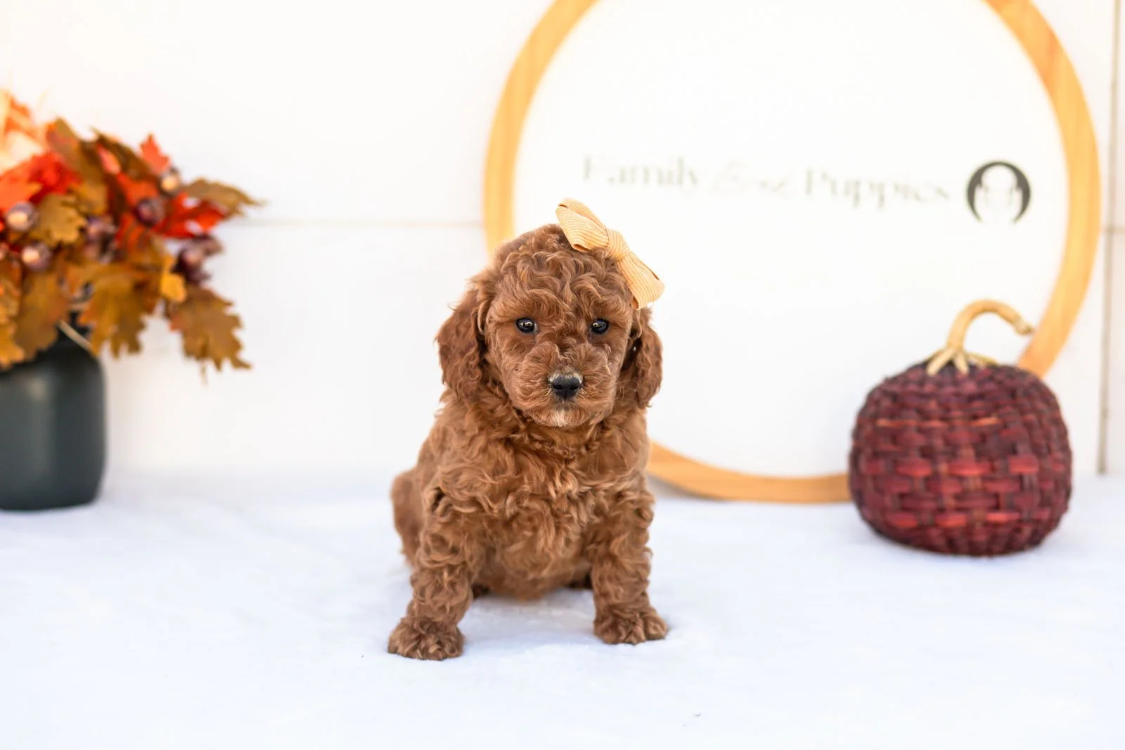 Ellie goldendoodle for sale 4.jpg