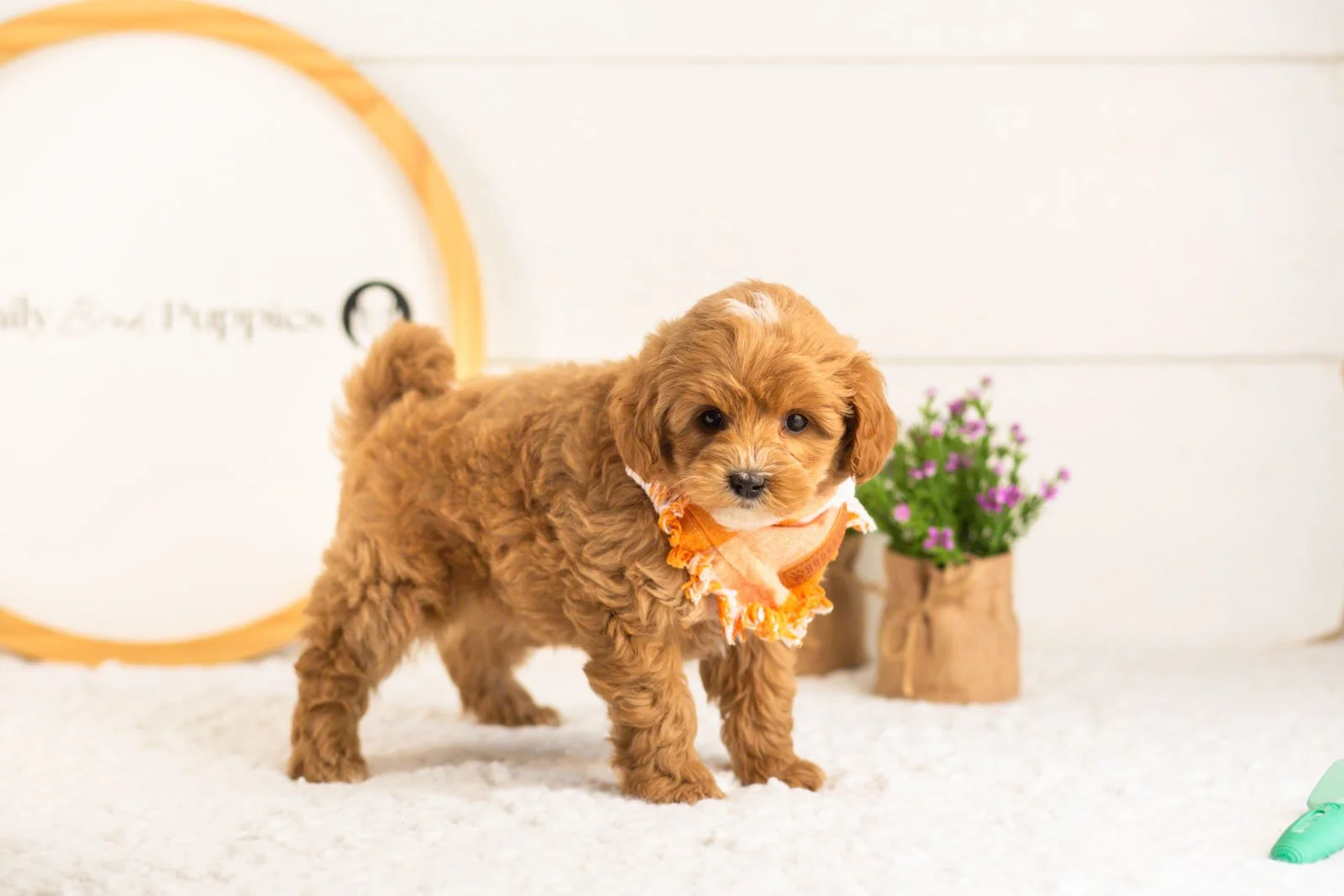 Cobalt goldendoodle for sale.jpg