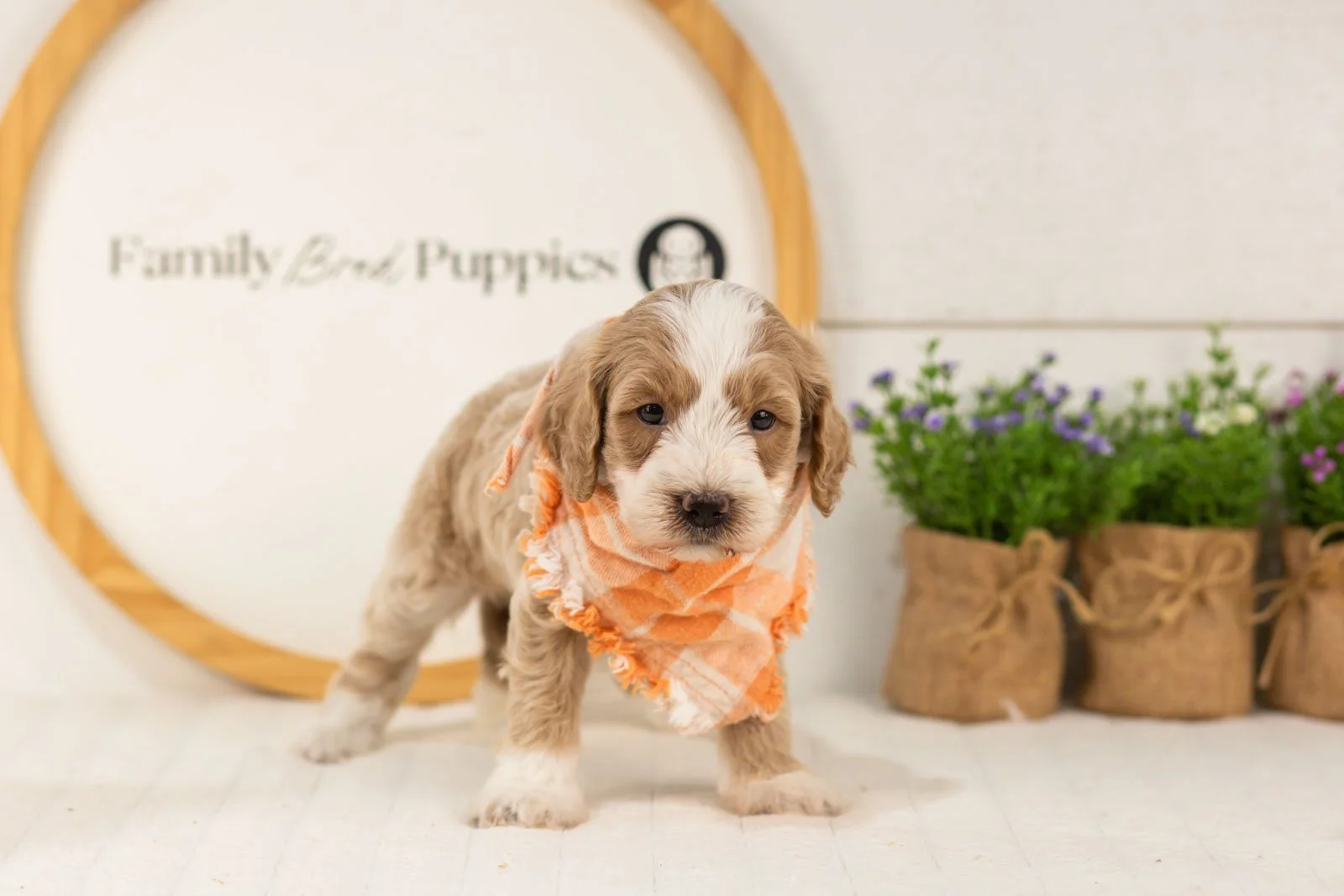 Peter goldendoodle for sale.jpg