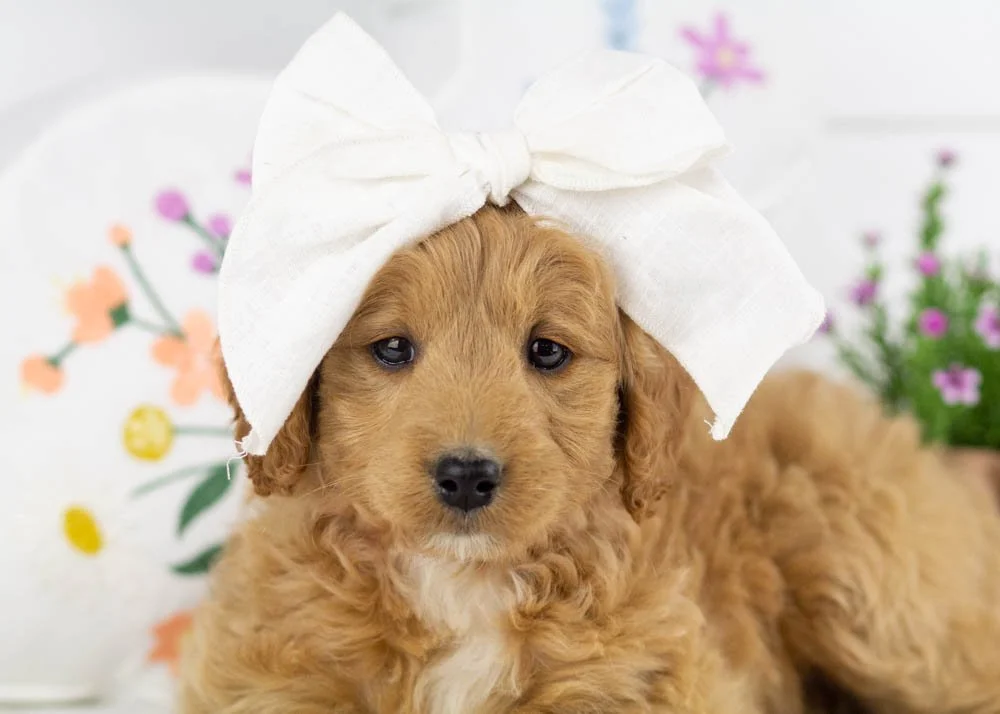 americano goldendoodle for sale(2).jpg