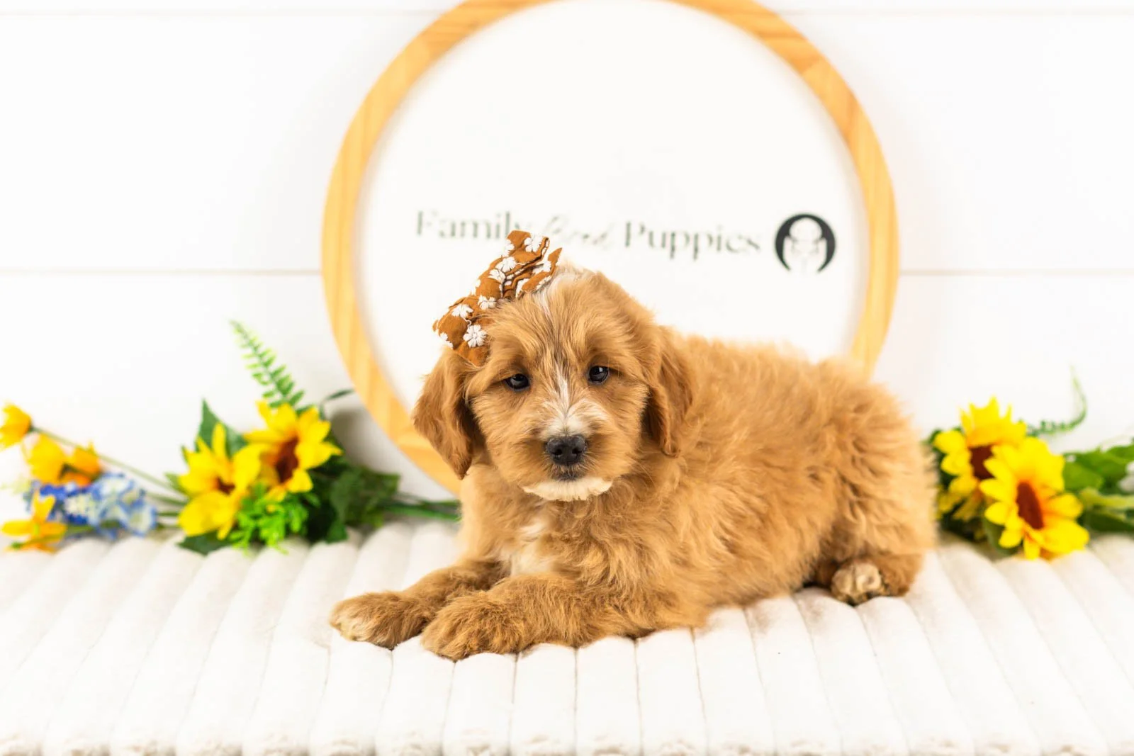 Phoebe goldendoodle for sale(1).jpg