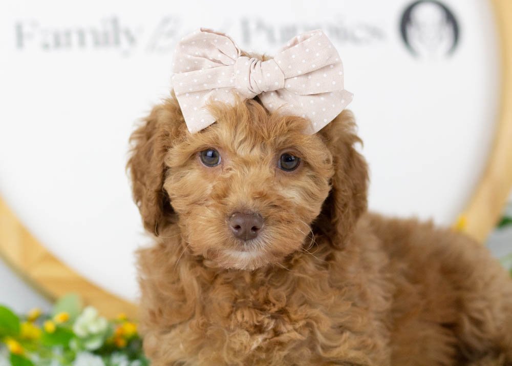 Virginia goldendoodle for sale(1).jpg