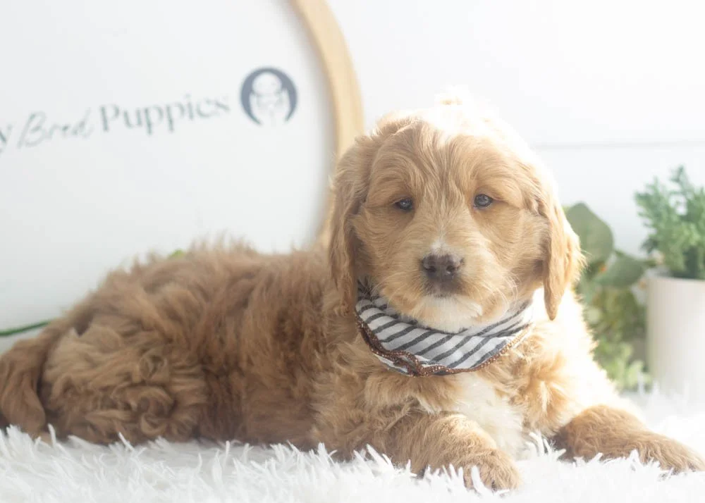 Snare goldendoodle for sale(2).jpg