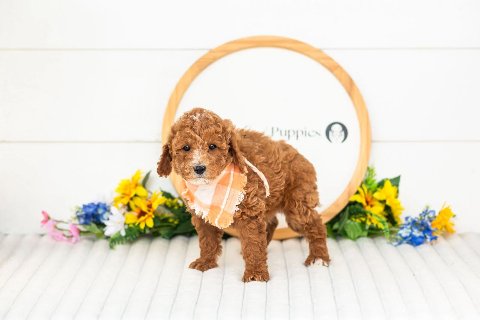 miles goldendoodle for sale(2).jpg