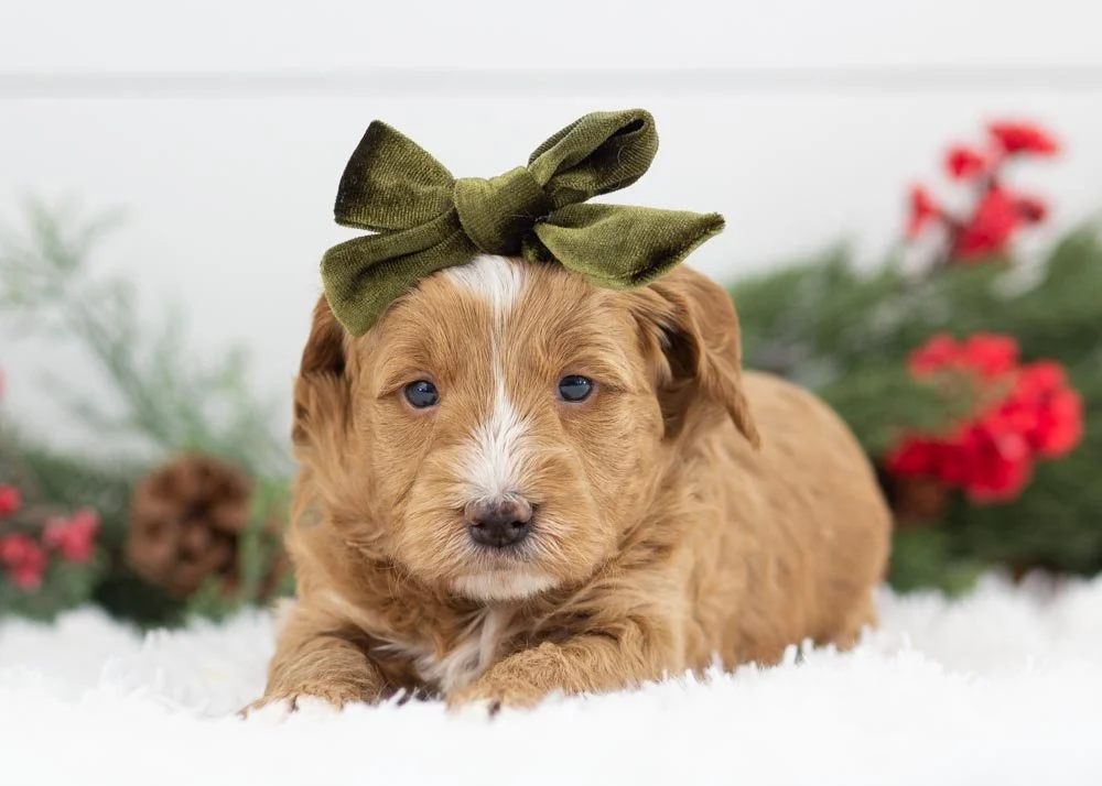 Butter goldendoodle for sale(2).jpg