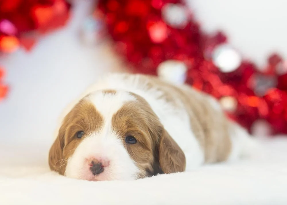 Woody goldendoodle for sale(1).jpg
