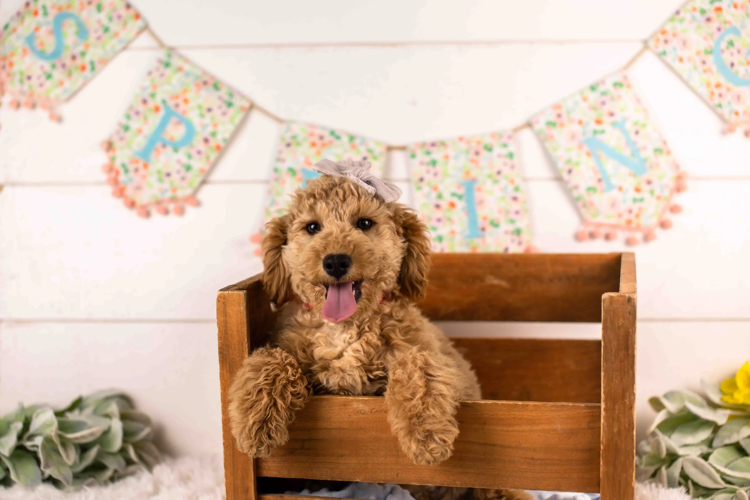 goldendoodle for sale